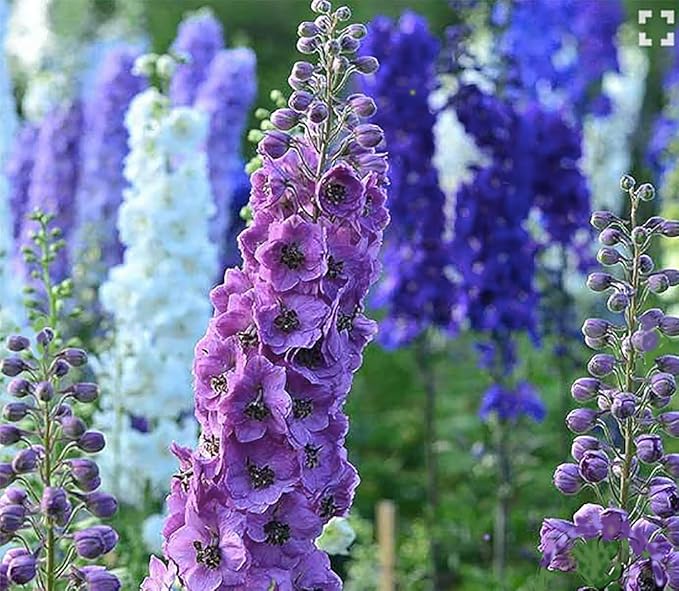 Pacific Giant Delphinium Mixed Colors Seeds - 250+ Seeds