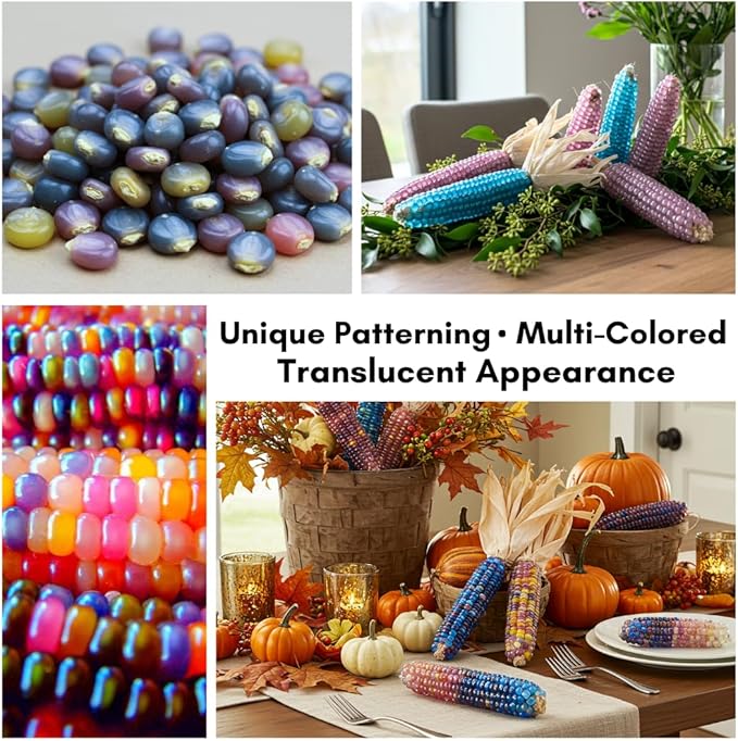 100 Glass Gem Indian Corn Seeds for Planting - Vibrant Translucent Kernels - Grown in Iowa - A Must Have!