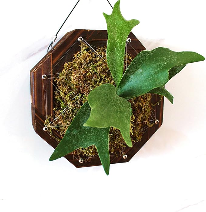 Staghorn Fern Mounting Kit - Wood Wall Planter for Orchids,Herbs & Indoor Plants | Hanging Plant Holder,Basket & Stand for Wall Decor(8.18inch)