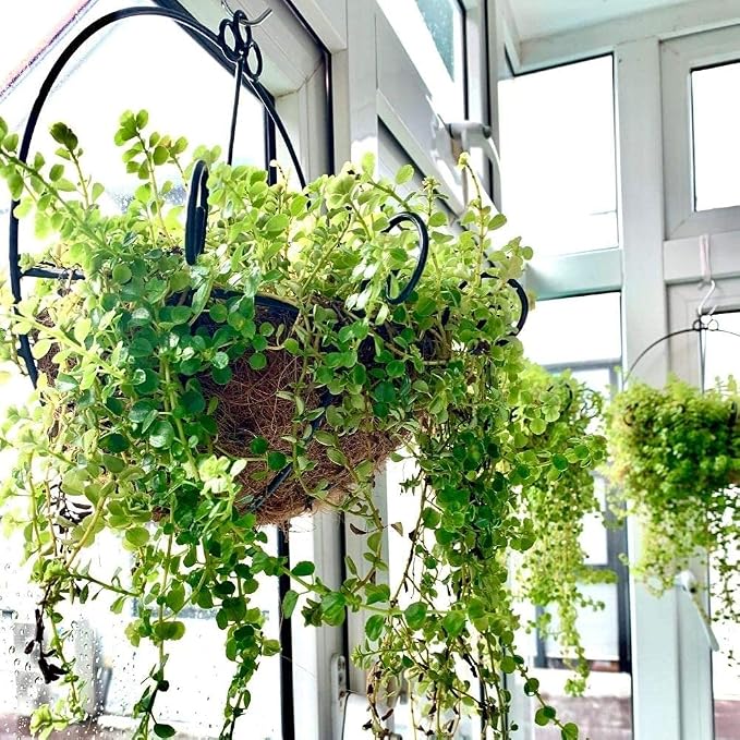 ShopLaLa Bundle - Wooden Plants Holder + 2 Hanging Baskets with Coco Liners Wall Mounted Plant Flower Baskets Vertical Garden Wall Decor LaLaGreen