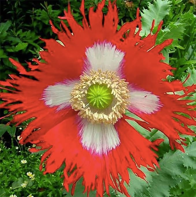 Danish Flag – Poppy Seeds