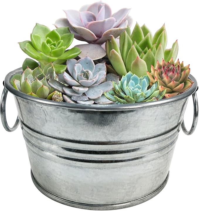 Unique Gardener Grow Your Own Succulents Plant Seeds 3-Pack, DIY Indoor Succulents and Live Plants for Home or Garden Planting, Pail of Peace
