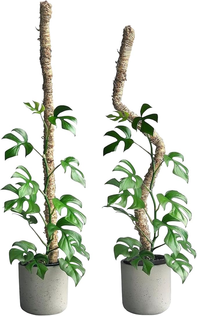 Mossify Bendable Moss Pole 30'' Monstera Plant Support for Climbing Indoor Plants - 100% Sustainably Farmed Moss Pole for Plants Indoor Growth - Flexible Handmade Sphagnum Plant Poles Support