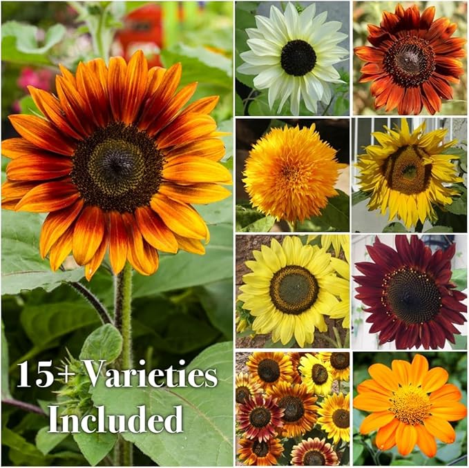 Seed Needs Butterfly Garden Bulk Seed Variety Collection - 4 Large Pouches Pure Live Seed No Filler - Crazy Cosmos, California Giants Zinnia, Crazy Sunflower & Butterfly Wildflower Mix