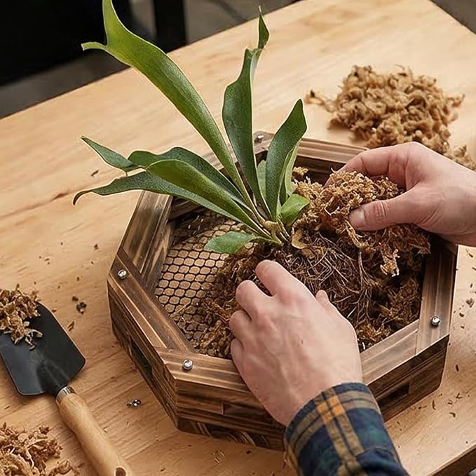 Staghorn Fern Mounting Kit - Wood Wall Planter for Orchids,Herbs & Indoor Plants | Hanging Plant Holder,Basket & Stand for Wall Decor (12.59inch)