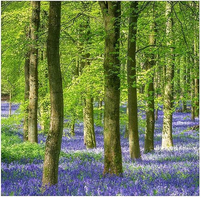 100 English Bluebell Bulbs - Hyacinthoides Non-scripta, Classic Woodland Spring Flowers, Ideal for Naturalizing and Shade Gardens