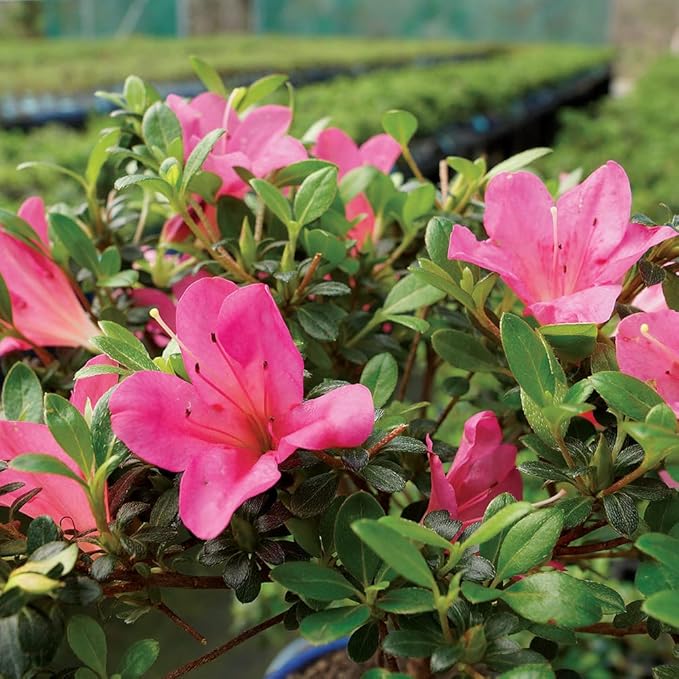 Brussel's Bonsai - Live Satsuki Azalea Bonsai Tree with Bonsai Pot and Humidity Tray, Outdoor Flowering Bonsai Tree Live Plant, 5 Years Old, 5-8 Inches Tall, Easy Care Plant (Small)