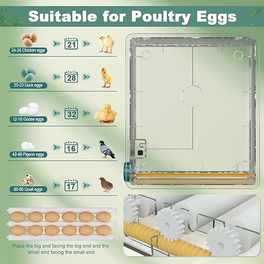 CoInceptus 36 Eggs Incubators for Hatching Eggs,Egg Incubator with 4 Automatic Incubate Mode,Chicken Incubator with Automatic Egg Turning Humidity Monitoring,Poultry Egg Incubator with Egg Candle