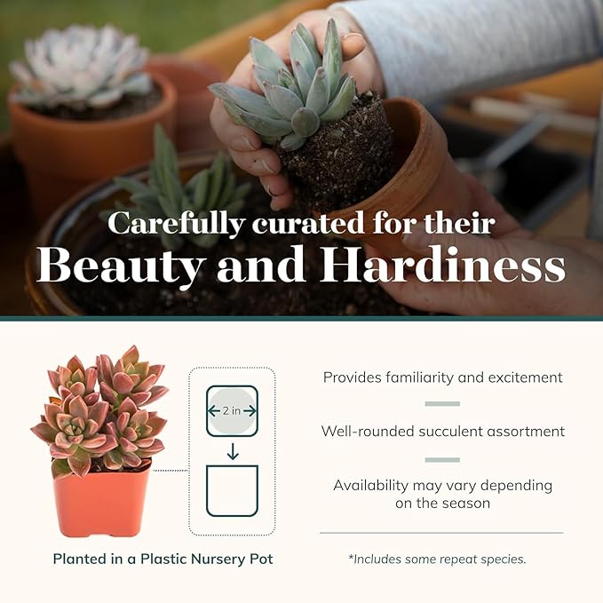 Shop Succulents Spring Beauties Bulk Succulent Plant Pack – Live Mini Succulent Plants, Bright Colorful Mix, Easy Care Houseplants – Gardening, Terrariums, Gifts & Party Favors, 2" Pots