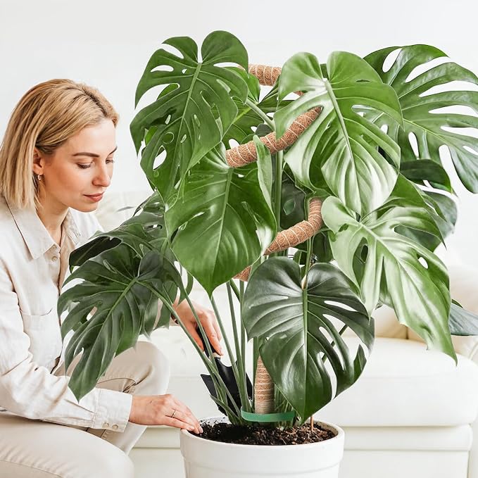2 Pack Monstera Plant Support 50 Inch Moss Pole Bendable Monstera Support Tall Handmade Moss Poles for Climbing Plants DIY Aluminum Plant Support Stakes Indoor Grow Upwards Coco Coir Plant Stick Kit