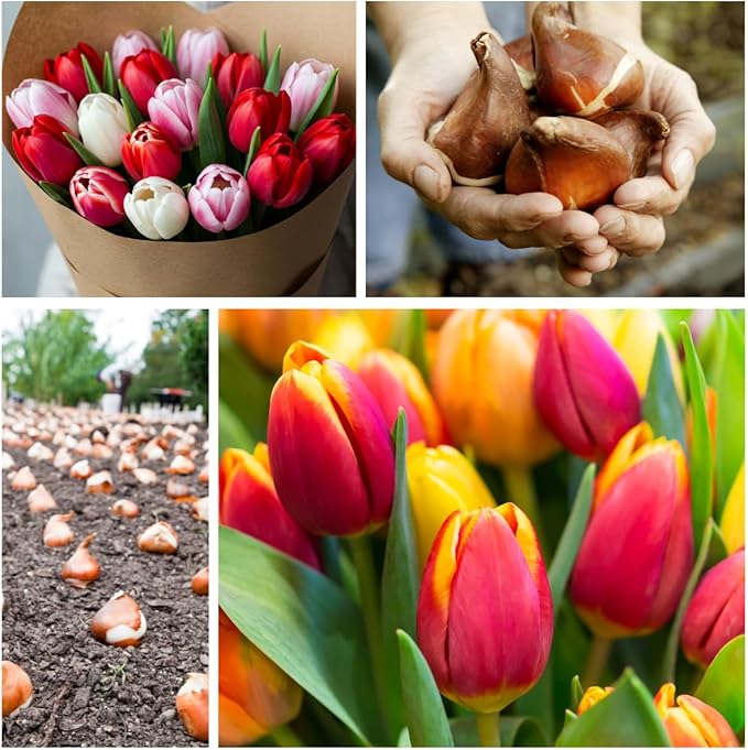 5pcs Tulip Bulbs Mixed Tulips Varieties Collection Tulips Bulbs for Gardens Spring Flowering Bulbs Ready to Plant Flower Bulbs Add a Pop of Vibrant Color to Your Garden with Beautiful Tulip Bulbs