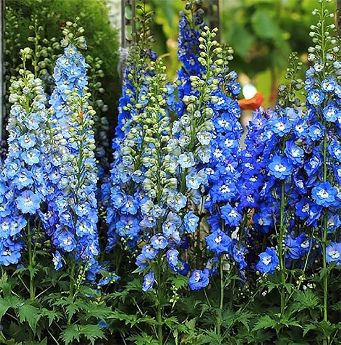 Pacific Giant Delphinium Mixed Colors Seeds - 250+ Seeds