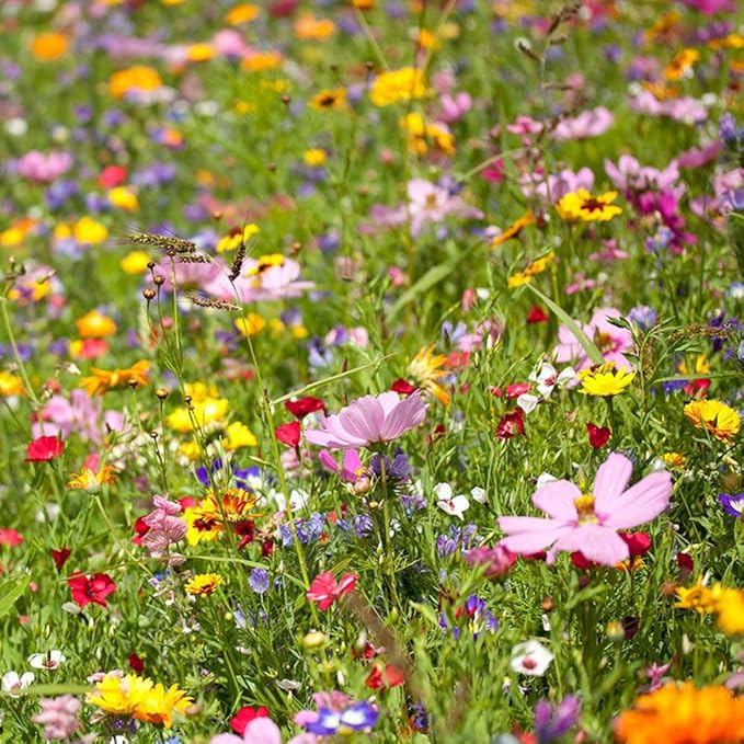 UtopiaSeeds Summer and Spring Wildflower Seed Mix - Quick Blooming - Easy to Grow
