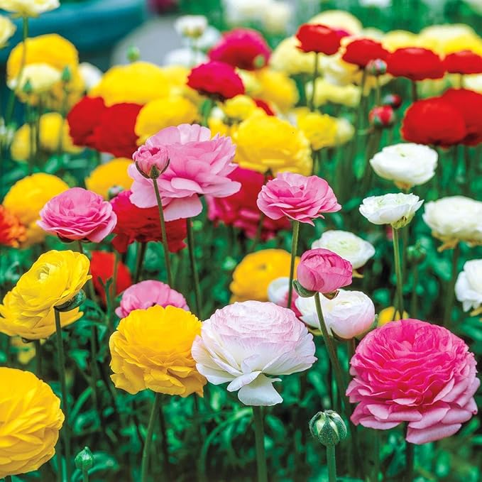 Direct Gardening - Summer Flowering Ranunculus, Multi-Colored Persian Buttercup Bulbs - 10 Dormant Bare Root Bulbs per Offer