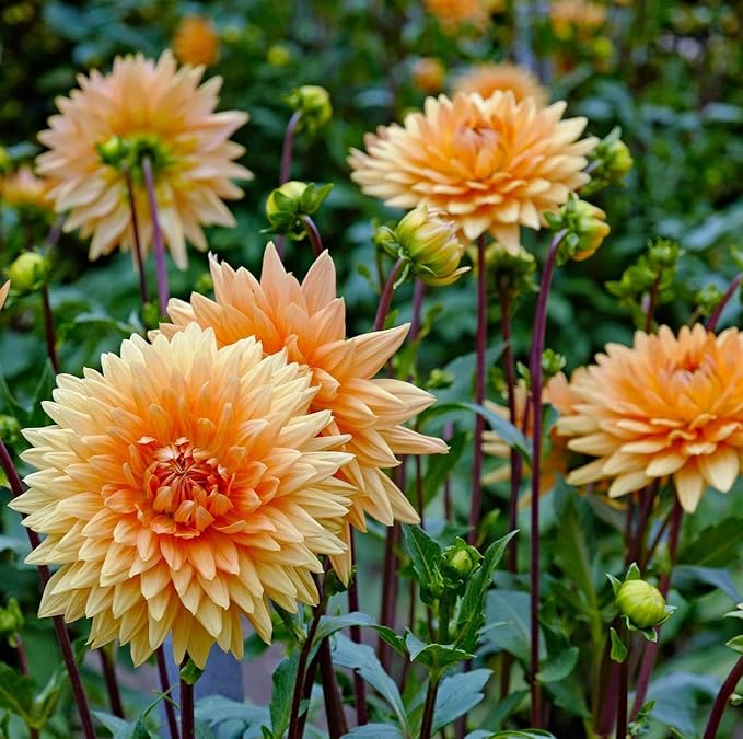 Carpet 400+ Mixed Dahlia Seeds for Planting, Colorful Perennial Heirloom Dahlia pinnata, Long Blooming Cut Flowers for Garden Beds, Borders and Containers