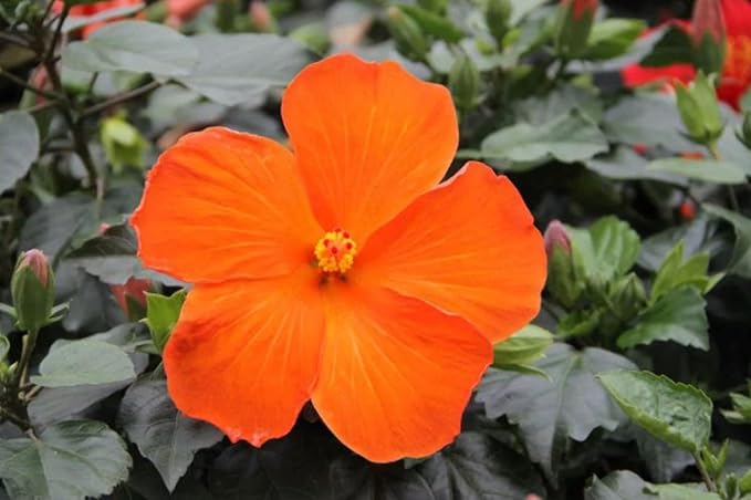 Costa Farms Premium Hibiscus Tropical Outdoor Flowering Plants 3QT Grower Pot 16-Inches Tall, Orange Flowers (Pack of 2)
