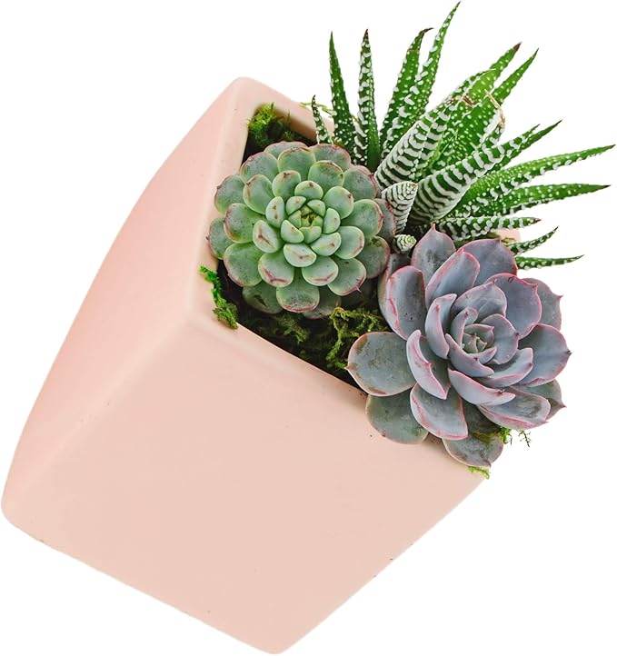 Arcadia Garden Products WP21 Small Cube Wall Planter 3-Pack-Coral
