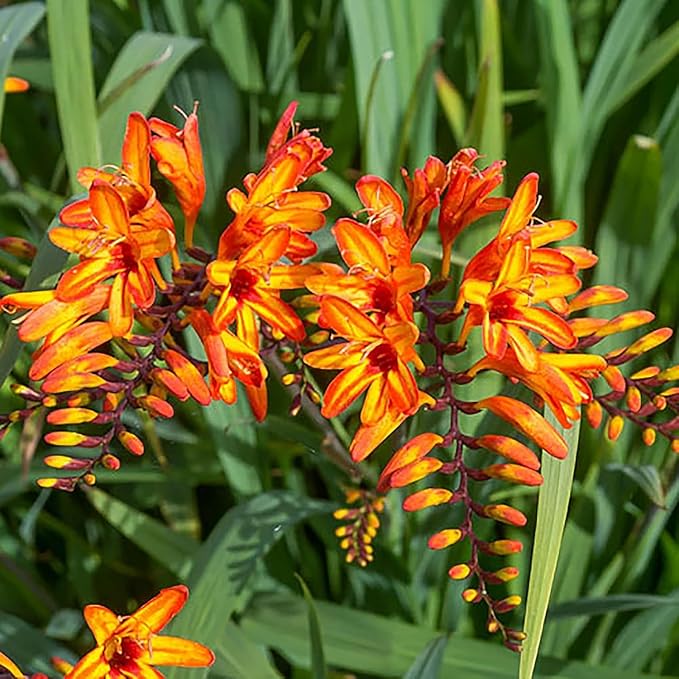 5 Firestarter Crocosmia Blubs - Grows 30-48" Tall.