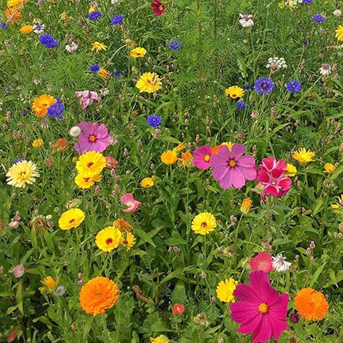 UtopiaSeeds Summer and Spring Wildflower Seed Mix - Quick Blooming - Easy to Grow