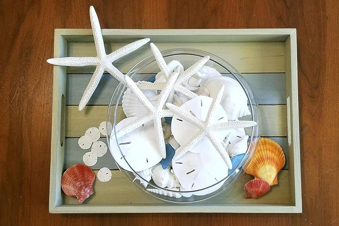 Tumbler Home Sand Dollars and Starfish for Crafts, 6 Real Starfish (4"-6") and 6 Sand Dollars (3"-3.5") in Bulk