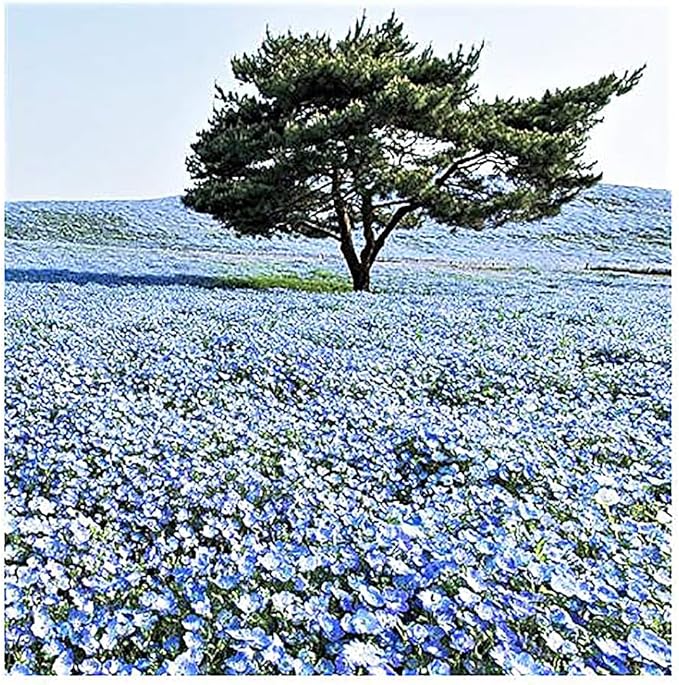 3000 Baby Blue Eyes Wildflower Seeds - California Native Wildflower - Nemophila Menziesii Seed