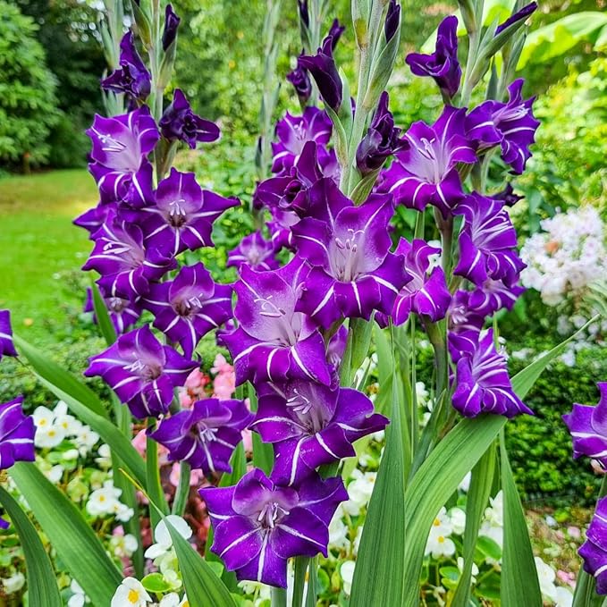 Direct Gardening - Hallowy Gladiolus Bulbs, Purple to Blue Summer Flowering Dormant Bulbs, 10 per Offer