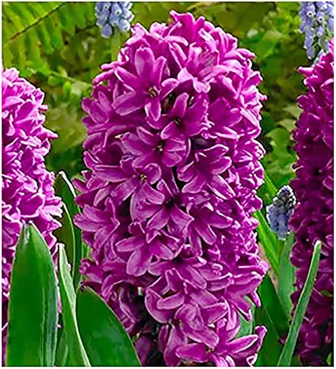 10 Purple Hyacinth Bare Root Bulbs - Miss Saigon