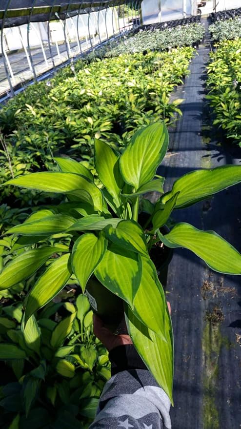 Hosta 'Paul's Glory' (Hosta) Perennial, 1 - Size Container