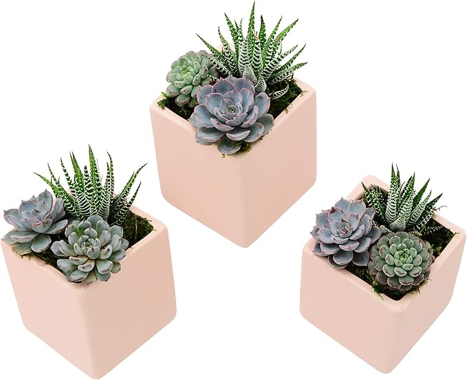 Arcadia Garden Products WP21 Small Cube Wall Planter 3-Pack-Coral