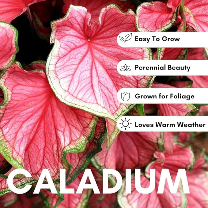 2 Pink Illusion Caladium Bulbs for Planting - Beautiful Leafs Stand Out - Does Well Indoors