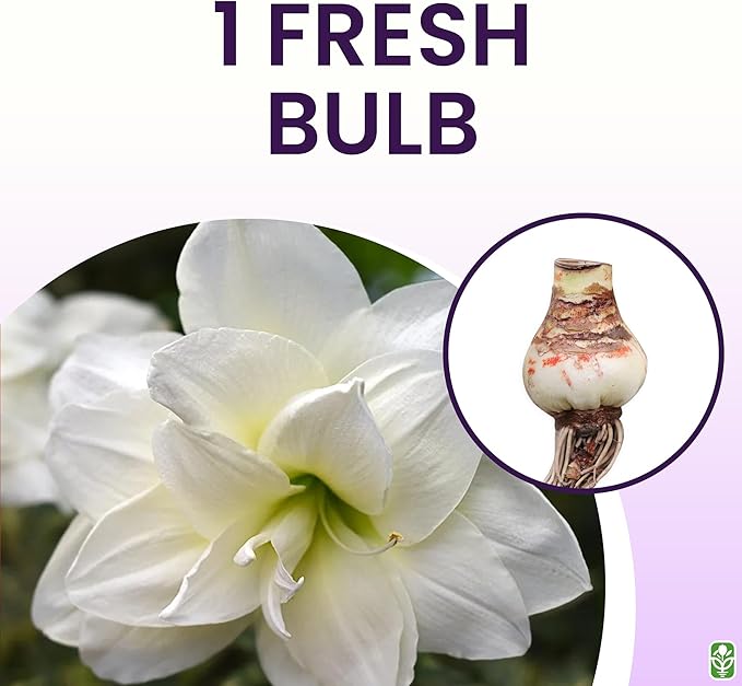Alfresco White Amaryllis Bulb – Large Bulb for Planting, 4-8 Very Large Blooms, 16–24" Tall – Elegant Indoor & Outdoor Plant – Ideal for Seasonal Decor – Low-Maintenance Amaryllis Bulb (Not in Wax)
