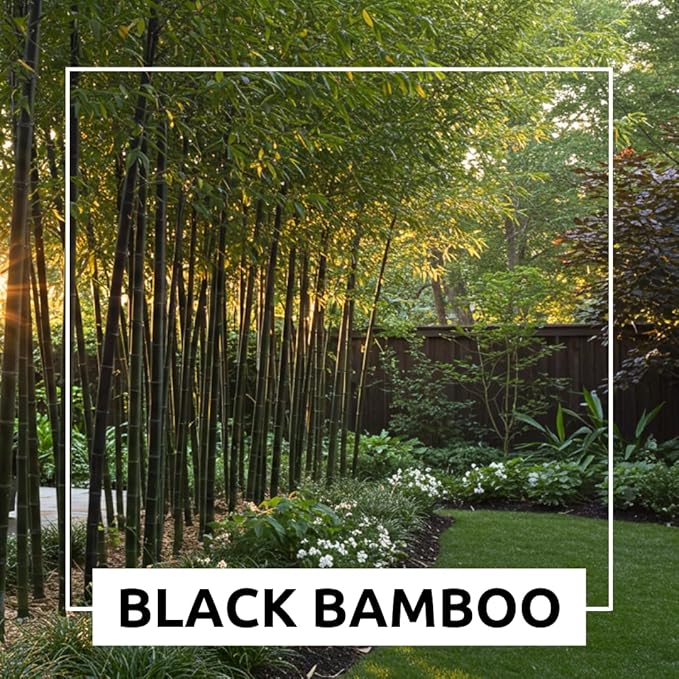 420 Black Bamboo Seeds for Planting - Fast Growing Exotic Bamboo – Ideal Privacy Screen, Windbreak, Garden Accent or Landscaping – Easy Planting - Striking Dark Stems