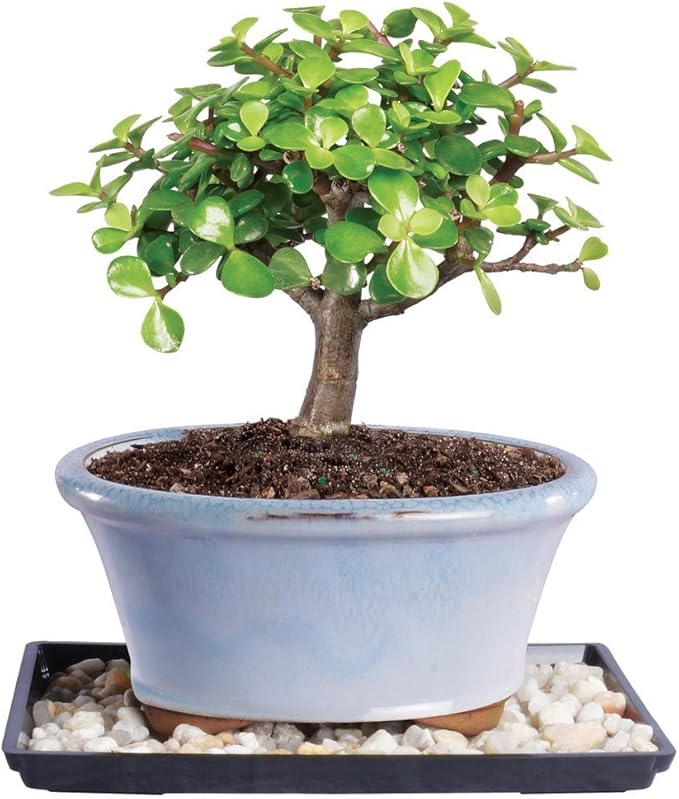Brussel's Bonsai - Live Dwarf Jade Bonsai Tree Starter Kit with Ceramic Bonsai Pot & Bonsai Soil, Indoor Bonsai Plant Kit, Easy Care Houseplant for Beginners (Green)