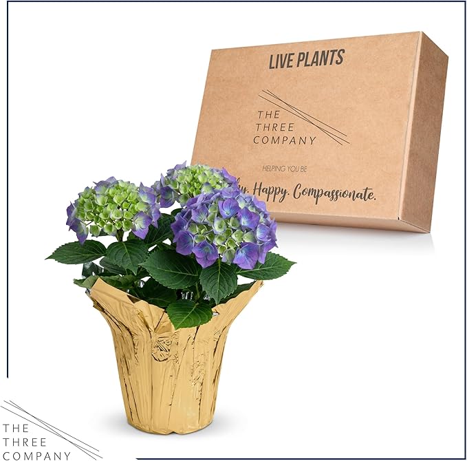 Live Flowering Hydrangea - Shades of Blue, 3+ Beautiful Blooms, 1.5 Qt Pot with Deco Cover, 12" Tall by 8" Wide
