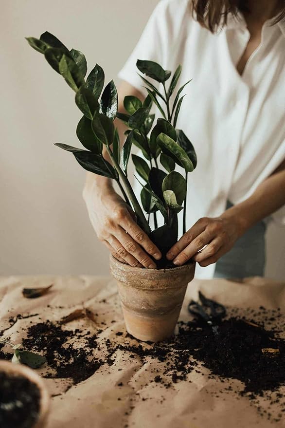 Premium Zamioculcas Plant Soil Mix by Gardenera - Stimulate Growth and Elevate Elegance with Nourishing Formula - 5 Quart