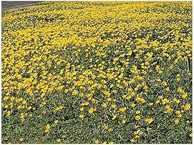1200 Goldfields Seeds - Carpet of Low Growing Yellow Daisy Type of Wildflower for Sandy and Dry Clay Soils