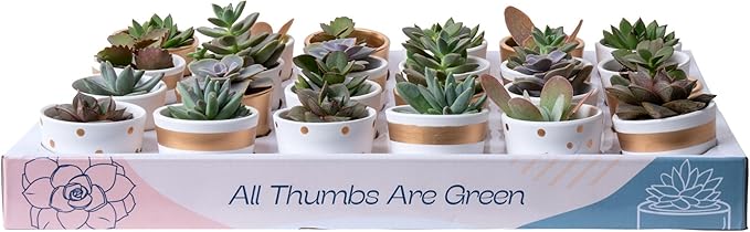Costa Farms Mini Succulent Live Plants (24-Pack), Tiny Succulents in Decorative Pots, Easy Care Indoor Desk Houseplants, Party Favors, Wedding or Baby Shower, Home or Office Decor Gift