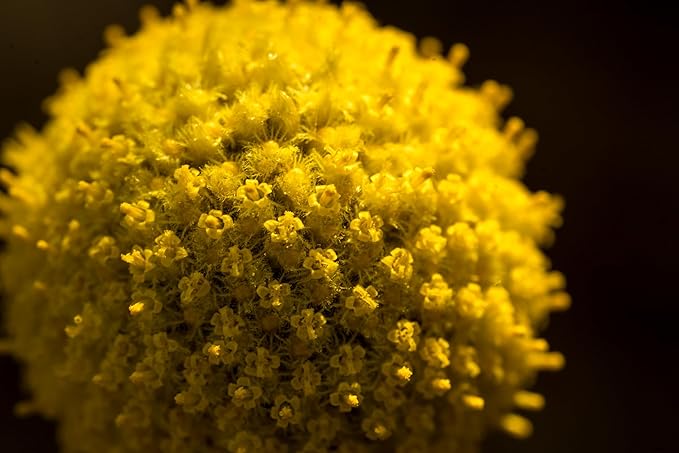 Plant Good Seed Organic Craspedia/Billy Buttons Seeds for Planting: Perennial Flower, Yellow Blossoms - 40 Seed Packet