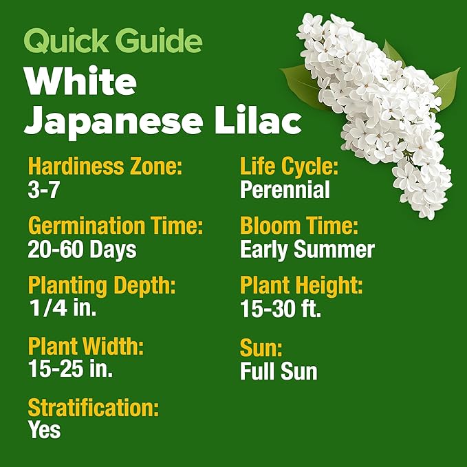 HOME GROWN 53 White Lilac Flower Seeds Non-GMO, Heirloom Tree Seeds for Planting, Fragrant Flowering Tree Seeds for Landscaping, Pollinator Gardens, and Ornamental Borders (Syringa reticulata)