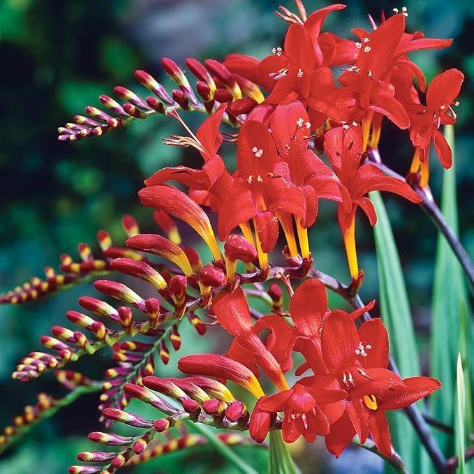 BRECK'S - Lucifer Red Flowering Crocosmia Dormant Bare Root Summer Flowering Bulbs, 10 Bulbs per Offer
