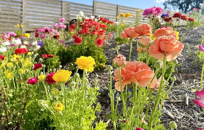 10PCS Mixed Color Yellow/Red/Pink/Purple/White MulticoloredRanunculus Bulbs Double Buttercups Spring Rose Bulb Wedding Flower Bulbs (10, Mix Color 2)
