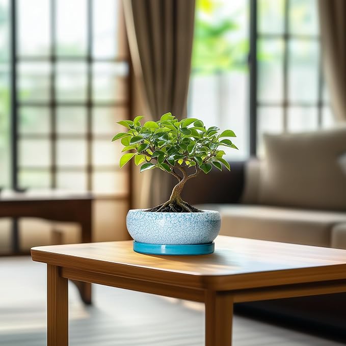 Bonsai Pots Small - 6 Inch Succulent Pots with Drainage Hole and Saucer, Succulent Planters for Indoor Outdoor, Shallow Plant Pot, Round Bonsai Planter, Office Decor, Plant Lover Gifts, Blue