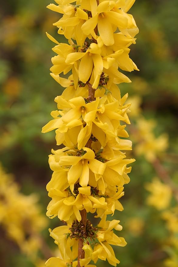 Live Plant from Green Promise Farms - Proven Winners Forsythia x Show Off Starlet, #3 Gallon Size Container, Yellow Flowers