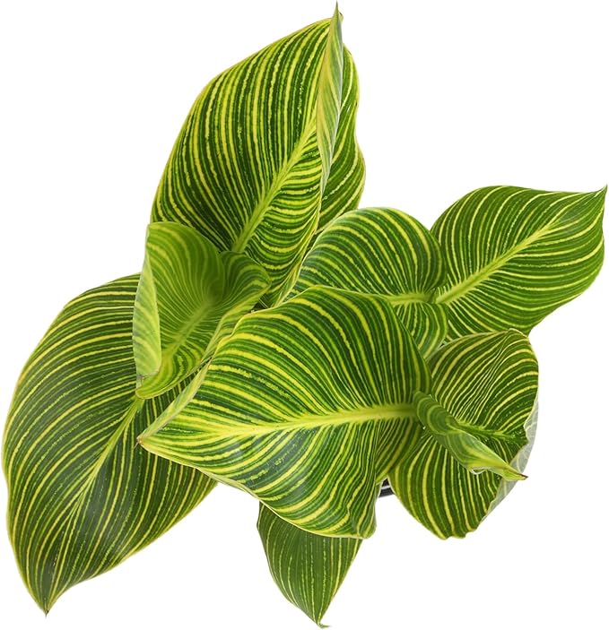 Variegated Canna Tropicana Lily 'Gold', Easy Cannas, Live Lilies for Garden, Striped Tropical Perennial Outdoor Plant, Blooms Orange & Yellow Flowers in 4 qt. Grower Pot by Plants for Pets