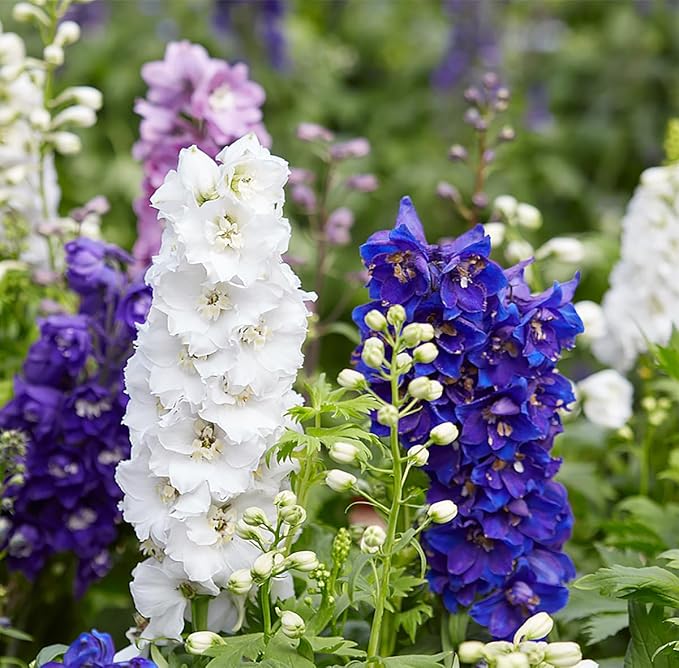 Pacific Giant Delphinium Mixed Colors Seeds - 250+ Seeds