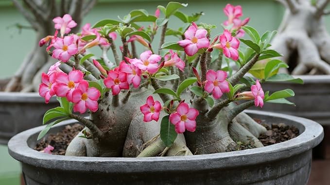 Gardenera Premium Desert Rose Potting Soil - Optimal Blend for Thriving Adenium Plants - 1 Quart