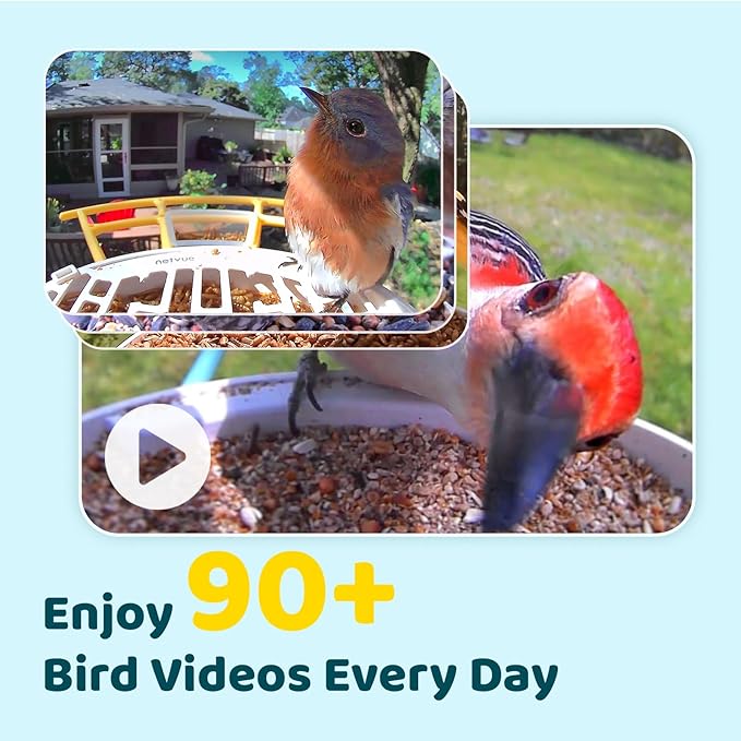 NETVUE by Birdfy Smart Bird Feeder with 2K AI Camera Solar Powered, 3MP Wireless Wildbird Watching, Live Stream & Night Vision, Auto-Capture & Notify, Collection & Cloud Storage (AI by Subscription)