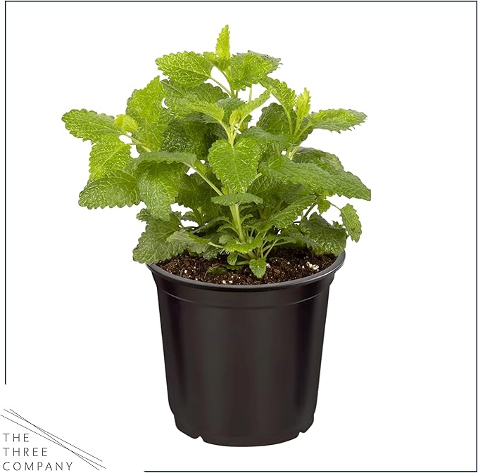 Live Aromatic and Edible Herb - Lemon Balm (6 Per Pack), Naturally Reduces Stress and Improves Air Quality, 8" Tall by 4" Wide