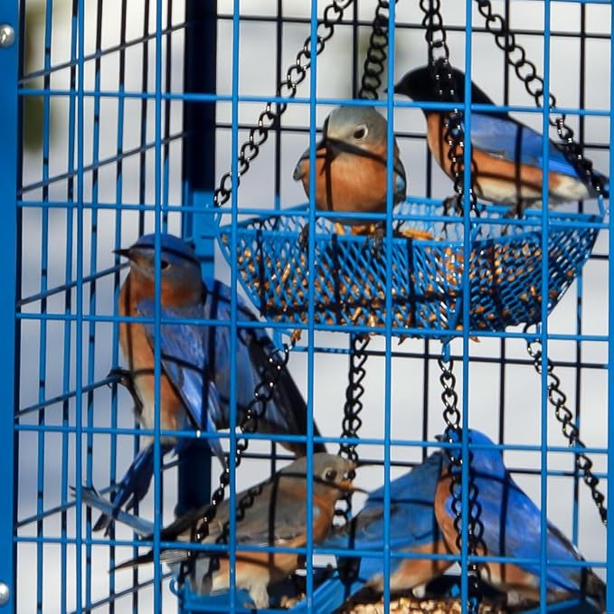 Mosloly Bluebird Feeders Squirrel-Proof, 7 lbs, Large Heavy Metal Caged Mealworms Blue Bird Feeders for Outside, Weatherproof Wild Bird Feeder,2 Layer Seed Cups(Blue)