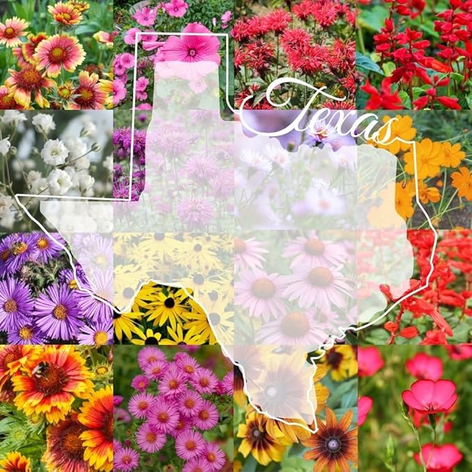 Eastern Texas Bulk Perennial Wildflower Seed Mix 1lb Covers 2,000sq-ft - Attract Pollinators, Multi-Color Blooms - Southeast US Species Plant in Spring/Fall, Earth-Friendly Packaging (1/2 Pound)